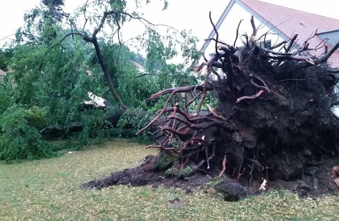 Unwetter über Nordhessen – 300 Jahre alte Linde kippte um