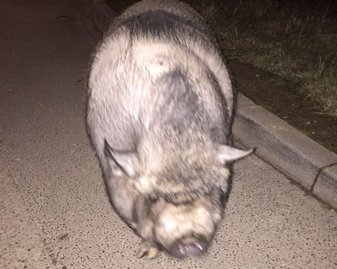 Einsatzkräfte hatten Schwein gehabt