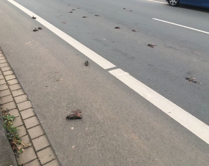 Vogelschwarm fällt tot vom Himmel