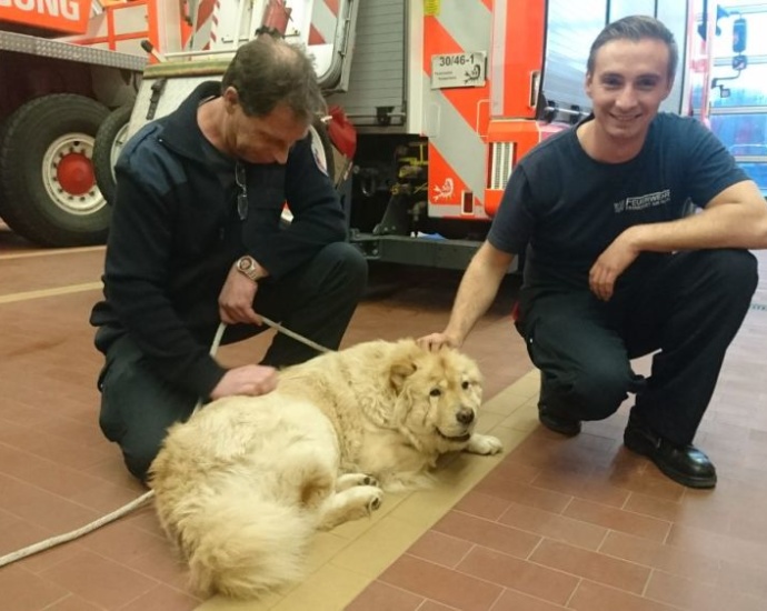 Hund im Zaun eingeklemmt – Feuerwehr hilft