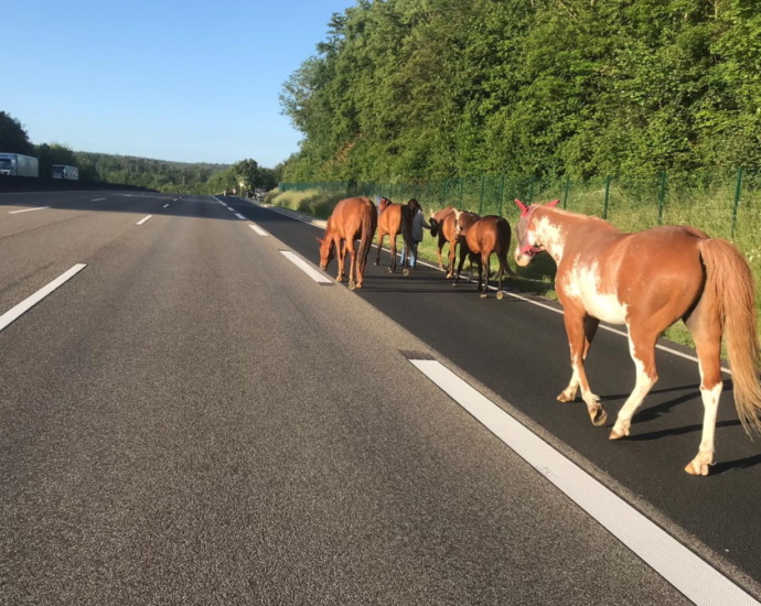 A7: Ausgebüxte Pferde auf der Autobahn unterwegs