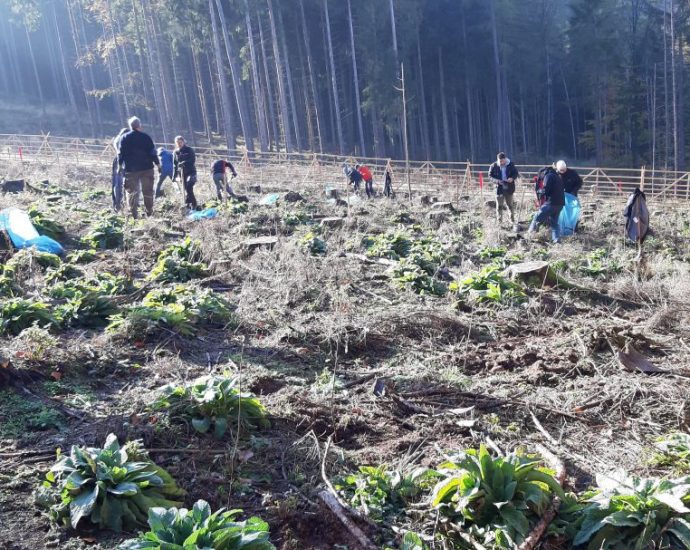 Umweltaktion: 2.000 Ahornbäume für den Stadtwald in Melsungen