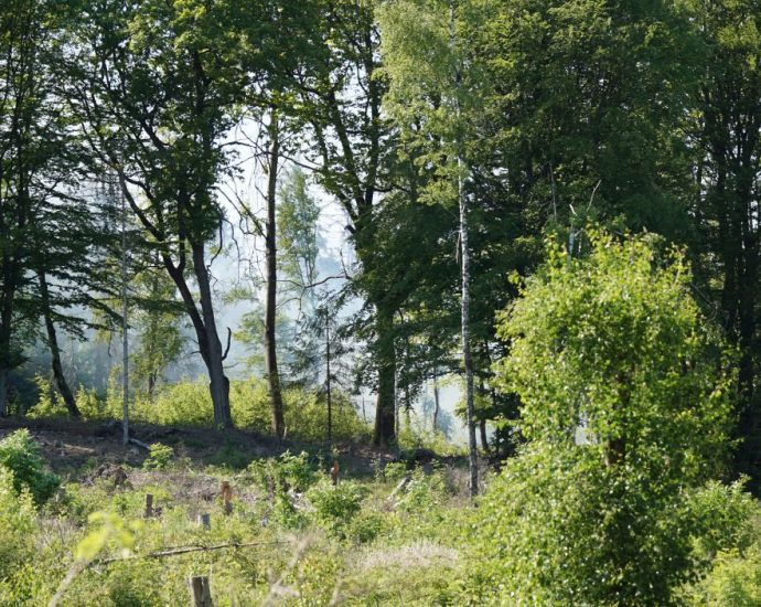 Polizei ermittelt zwei Tatverdächtige nach Waldbrand im Habichtswald