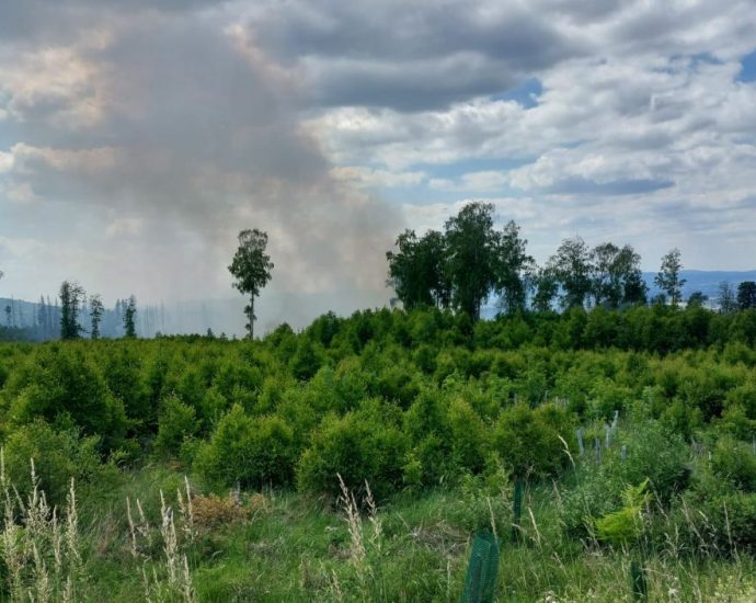 3,7 Hektar Wald brannten im Kaufunger Wald