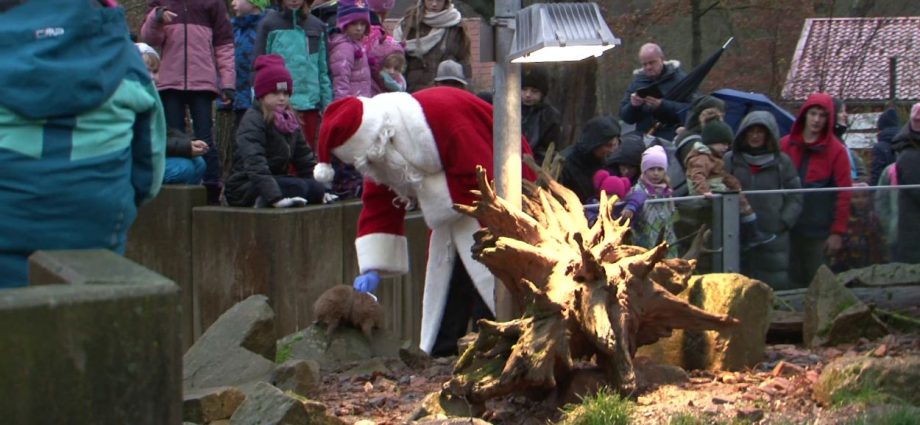 Weihnachtliche Fütterung im Tierpark Sababurg (VIDEO)