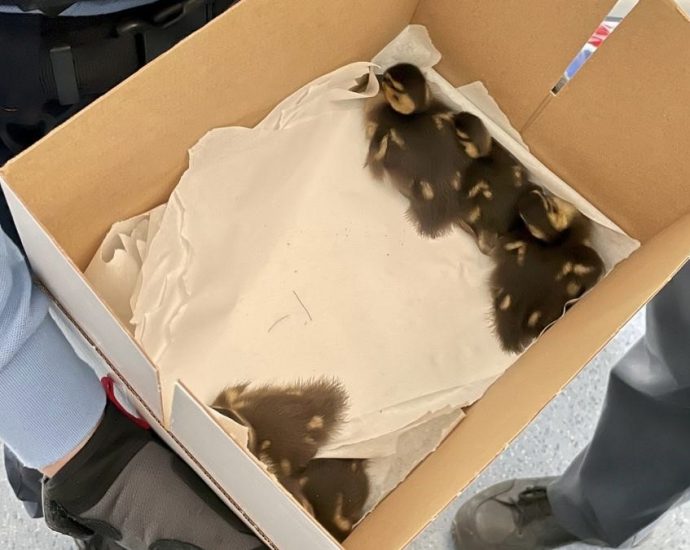 Tierischer Einsatz auf der A7 bei Kassel – Polizisten retten Entenküken