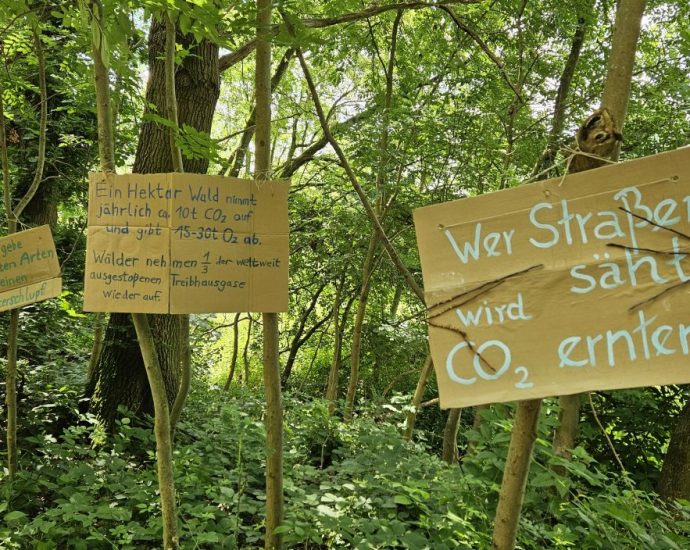 30 Hektar Wald sollen gerodet werden – Protest gegen Brückenneubau im Söhrewald