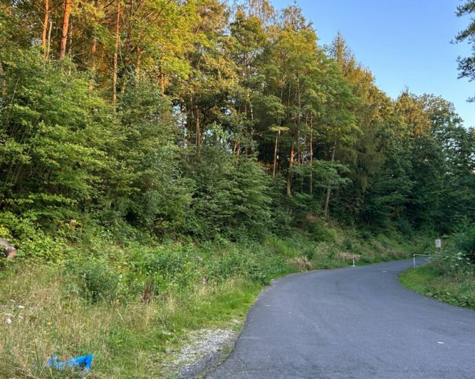 Fahndungsdruck zu hoch – Tatverdächtiger stellt sich nach Leichenfund im Wald der Polizei