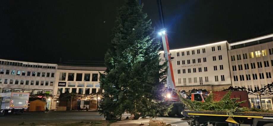 Nach Transportproblemen: Kasseler Weihnachtsbaum erreicht endlich den Königsplatz